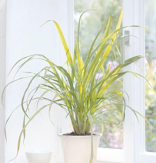 香草植物为何如此受欢迎？