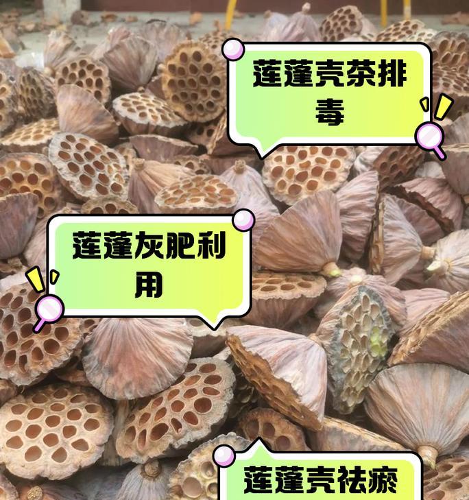 莲蓬主要靠什么传播种子？莲蓬种子传播的方式有哪些？