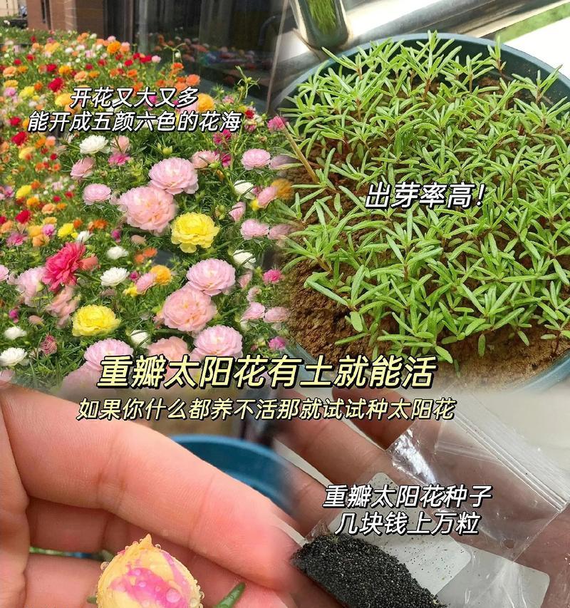 哪些季节播种种子存活率更高？