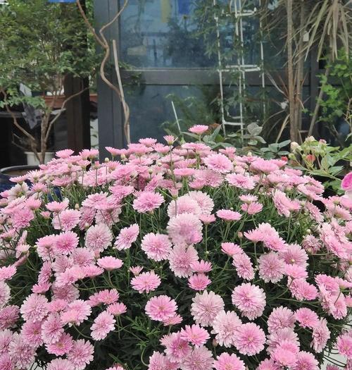 花球栽培技术有哪些？如何确保花球健康成长？