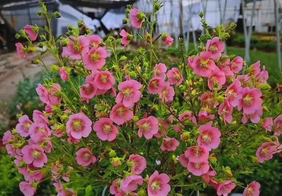 花球栽培技术有哪些？如何确保花球健康成长？