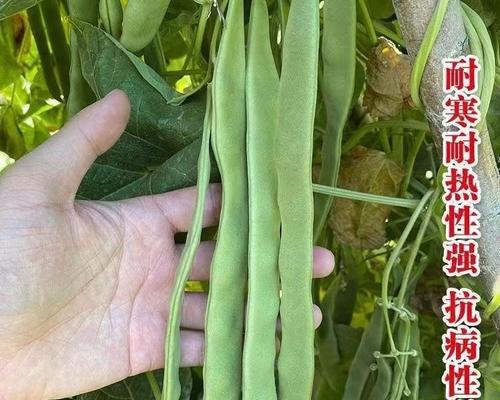 郑州四季豆什么时候播种？播种的最佳季节和方法是什么？