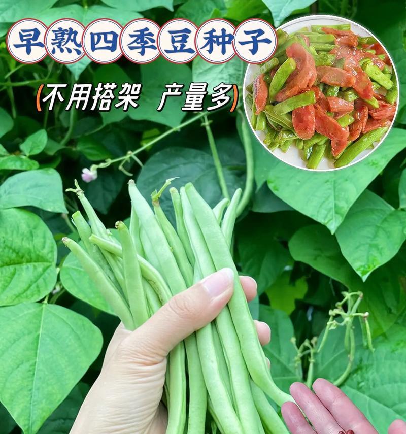 郑州四季豆什么时候播种？播种的最佳季节和方法是什么？