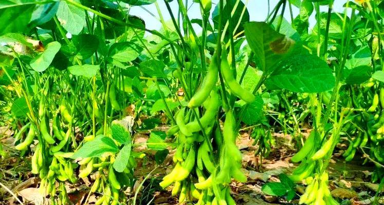 郑州四季豆什么时候播种？播种的最佳季节和方法是什么？