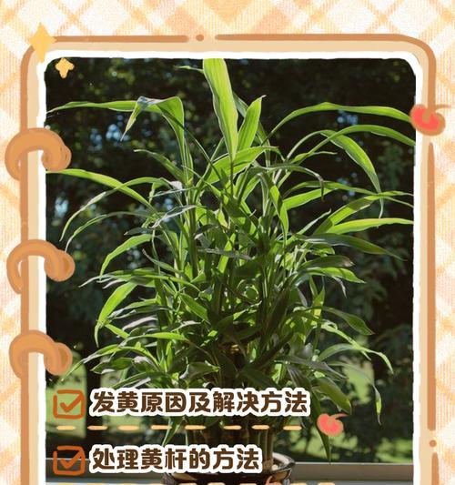 富贵竹叶子发黄蔫软的原因是什么？如何处理？