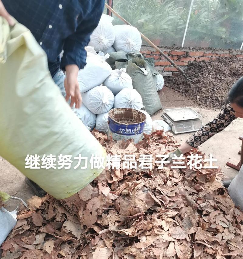 如何用田土成功养活君子兰？