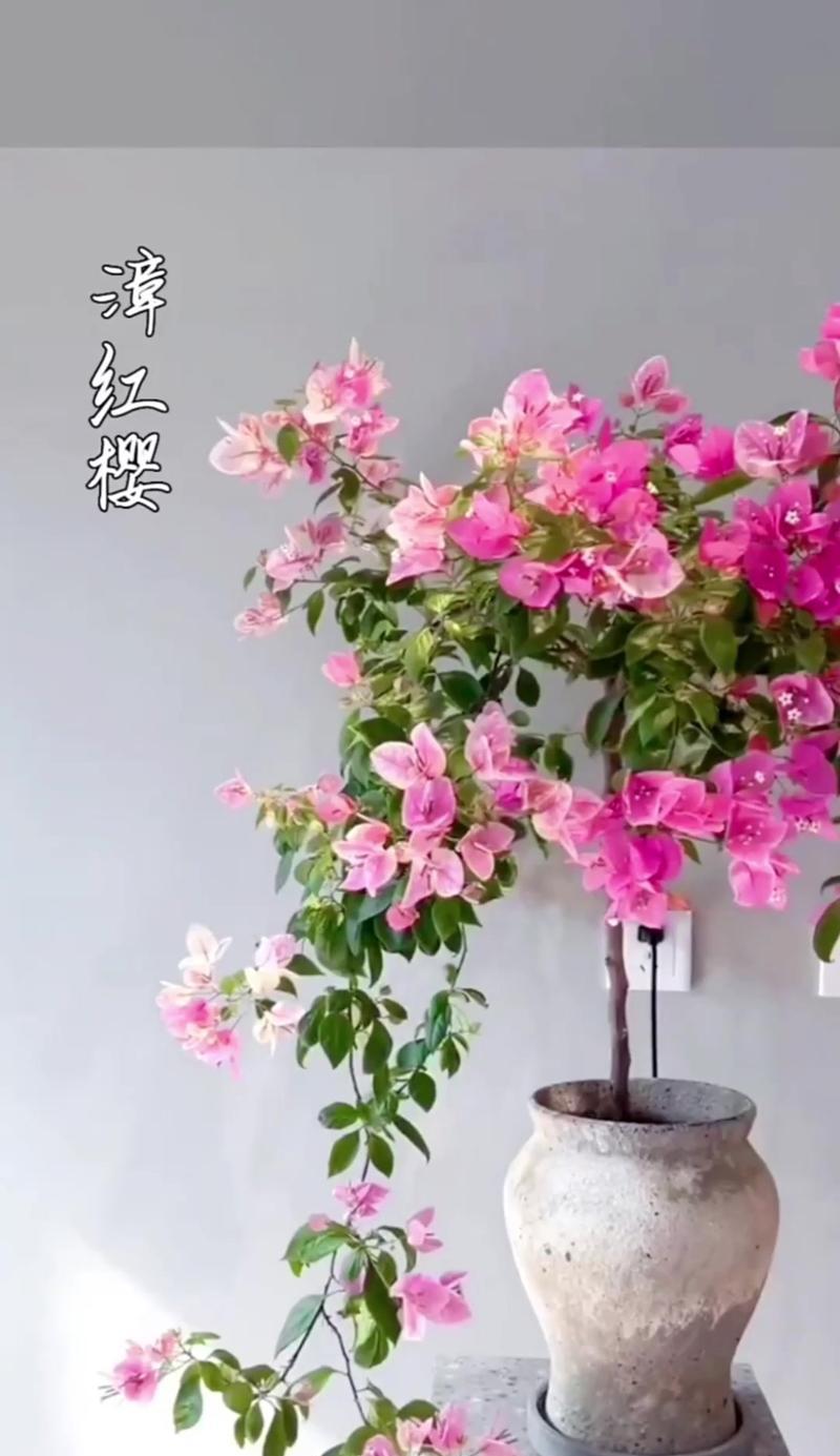 胭脂双色三角梅？养护技巧有哪些？