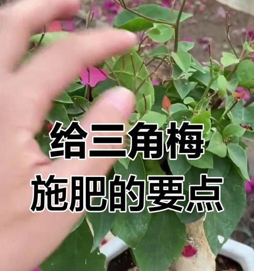 胭脂双色三角梅？养护技巧有哪些？