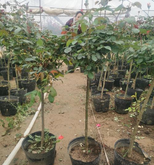 重瓣花朵月季养护技巧有哪些？