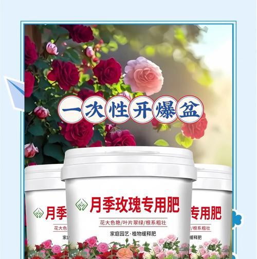 重瓣花朵月季养护技巧有哪些？