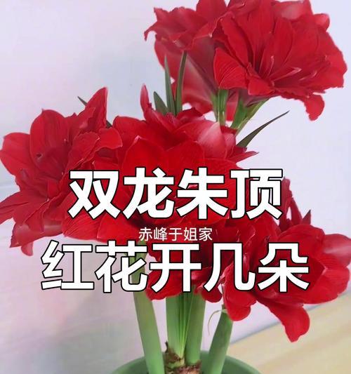 只有一对的朱顶红是什么品种？