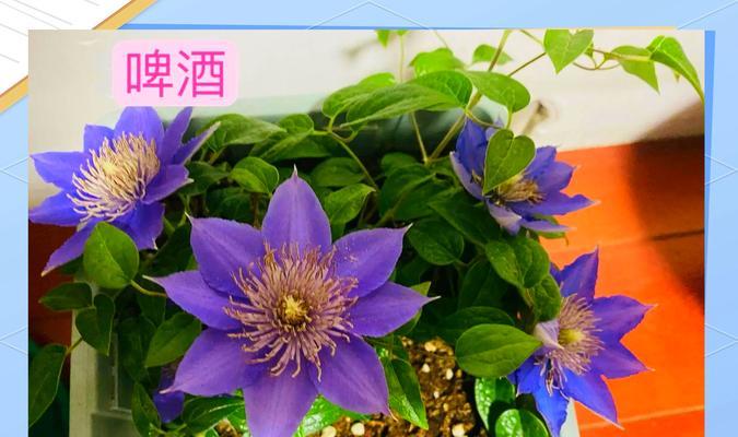 秋季如何为铁线莲正确施肥以促爆花？