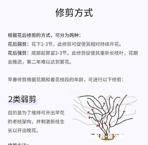 秋季如何为铁线莲正确施肥以促爆花？