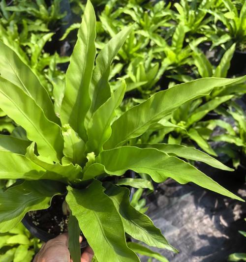 鸟巢蕨盆景移植方法是什么？