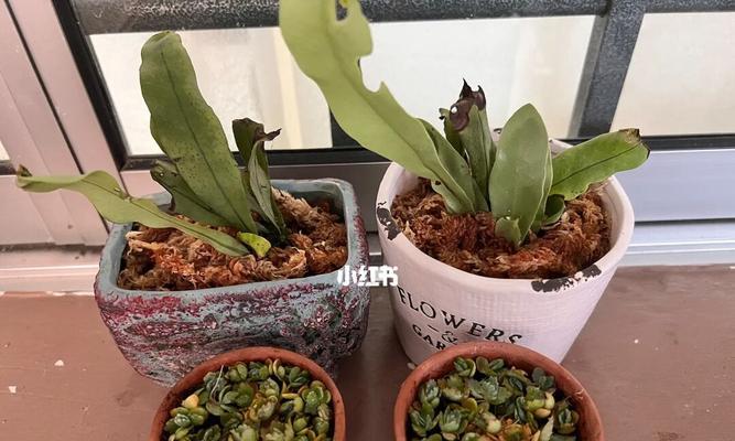鸟巢蕨盆景移植方法是什么？