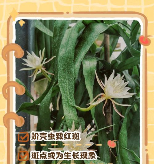 弹花叶子发黄应该怎么办？常见原因及解决方法？