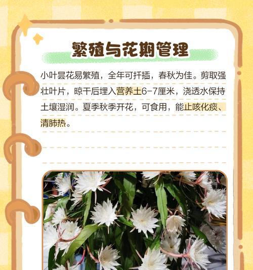弹花叶子发黄应该怎么办？常见原因及解决方法？