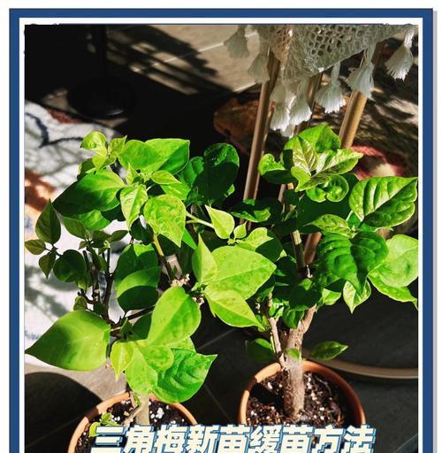 三角梅带盆带土的养护技巧有哪些？