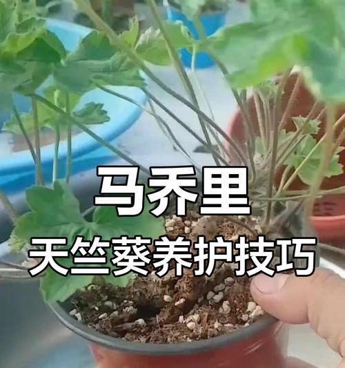 大棵天竺葵养护技巧？如何保持健康生长？