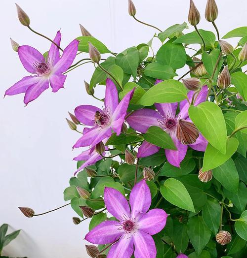 铁线莲种子的最佳种植方法是什么？