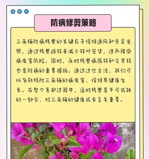 三角梅修剪枝条以达到美观效果的方法？