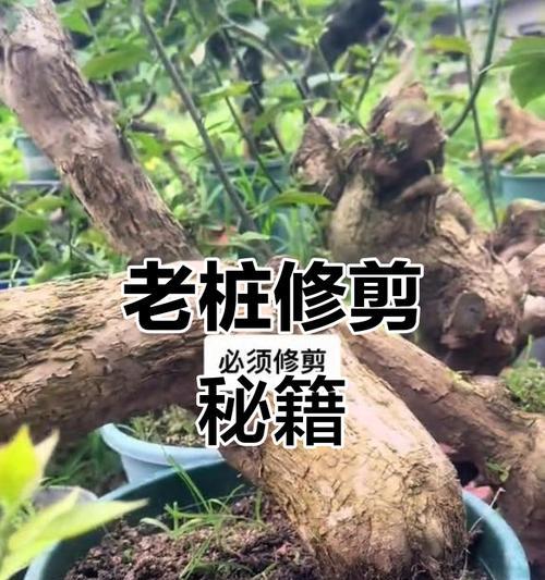 三角梅修剪枝条以达到美观效果的方法？