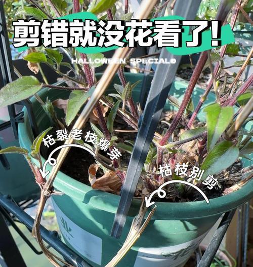 铁线莲魔法喷泉开花后修剪技巧？