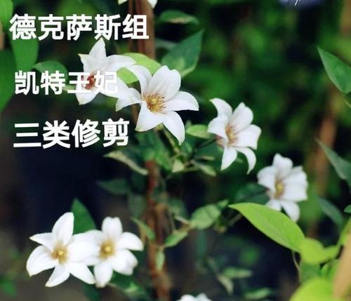 铁线莲魔法喷泉开花后修剪技巧？