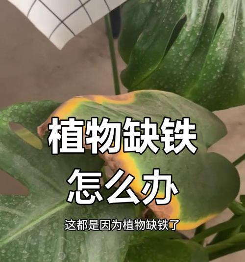 植物叶子发黄干焦？如何快速恢复绿色？