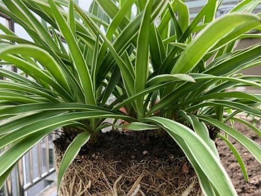 植物叶子发黄干焦？如何快速恢复绿色？
