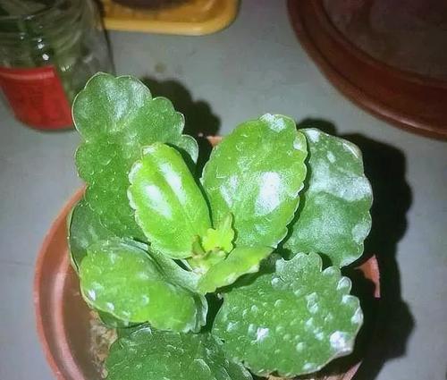植物叶子发黄干焦？如何快速恢复绿色？