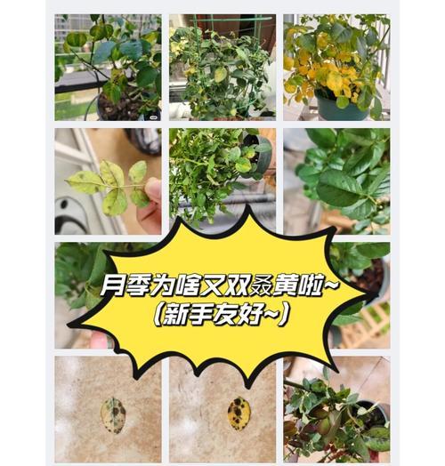 福竹叶子发黄的原因及解决措施是什么？