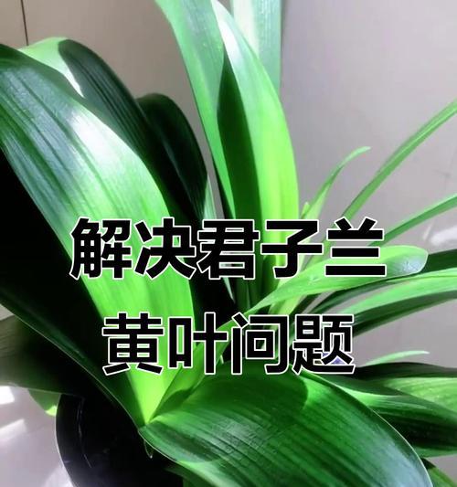 君子兰不开花时应该浇什么肥料？