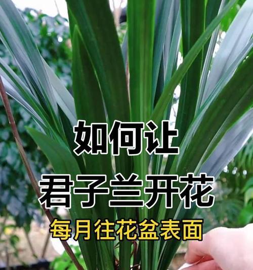 君子兰不开花时应该浇什么肥料？