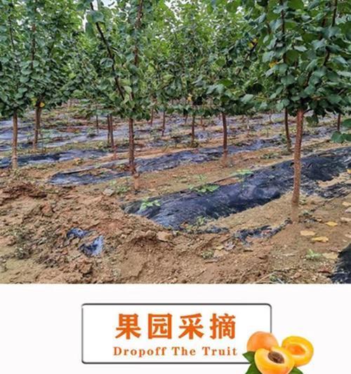 香蜜播种的条件是什么？