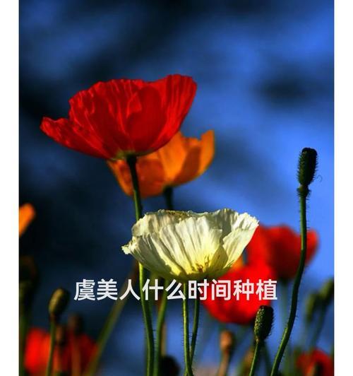 香蜜播种的条件是什么？