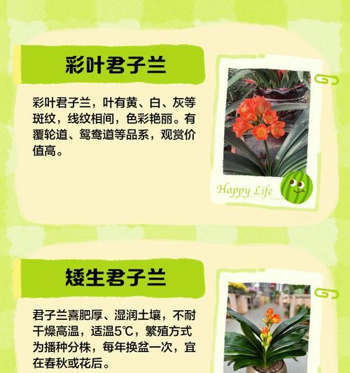 君子兰红心品种有哪些特点？