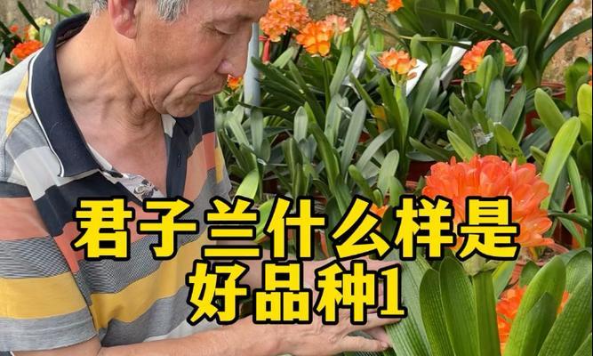 君子兰红心品种有哪些特点？