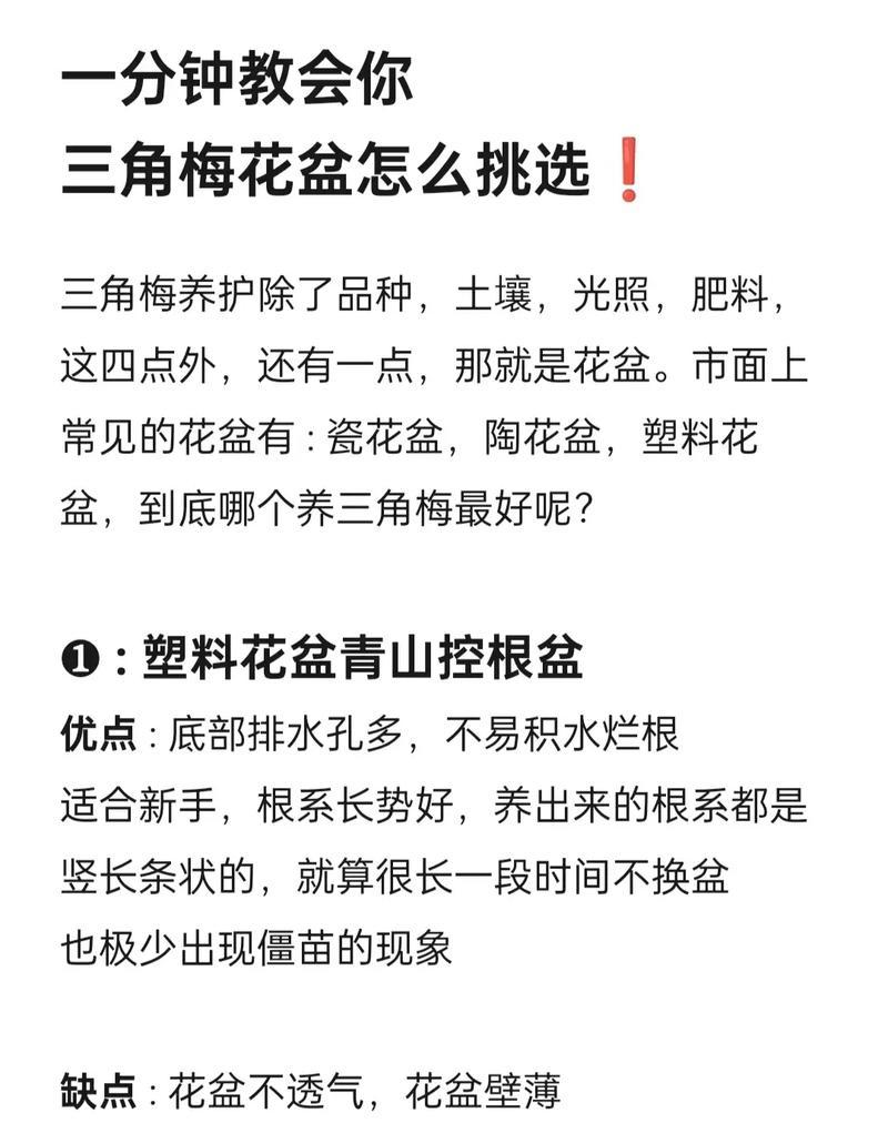 三角梅屋内怎么养殖？有哪些技巧和注意事项？