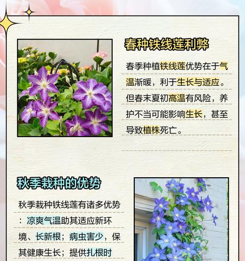 铁线莲根须的栽种方法是什么？