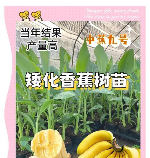 香蕉树作为水生植物有哪些特点？