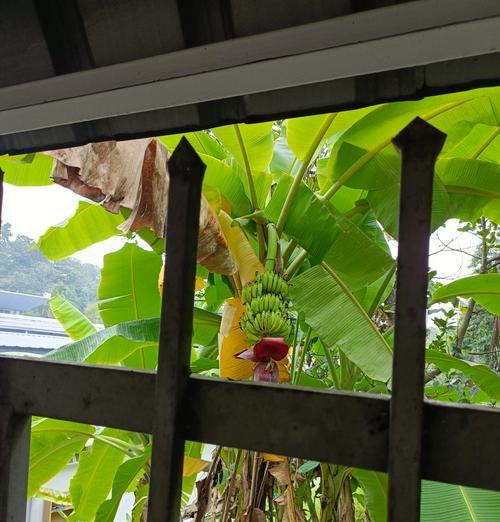香蕉树作为水生植物有哪些特点？