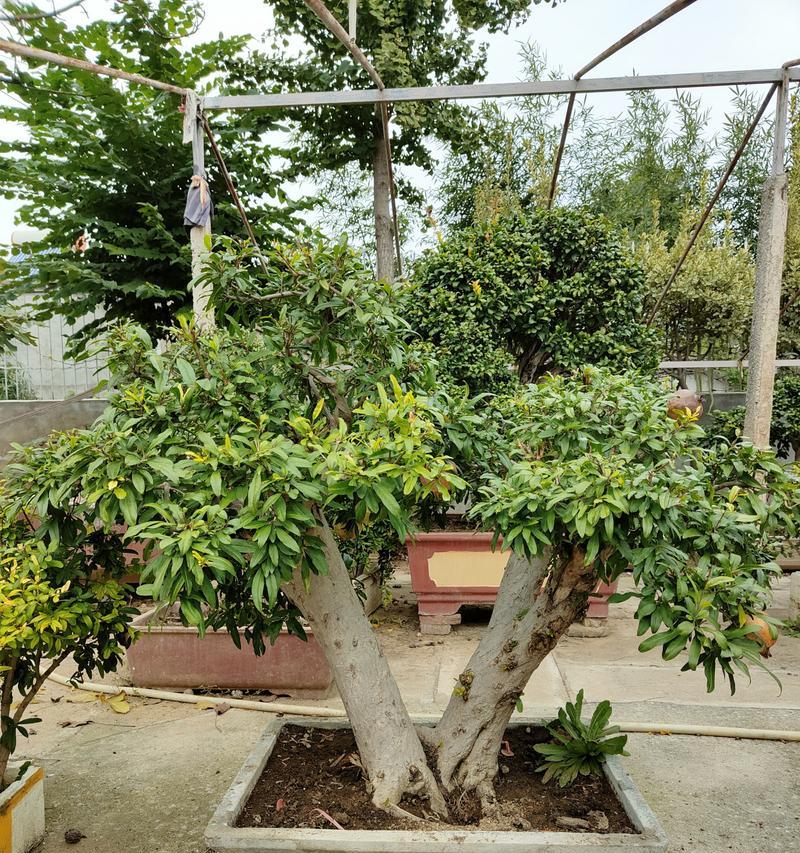高杆花石榴盆景怎么养？如何保持高杆花石榴的健康生长？