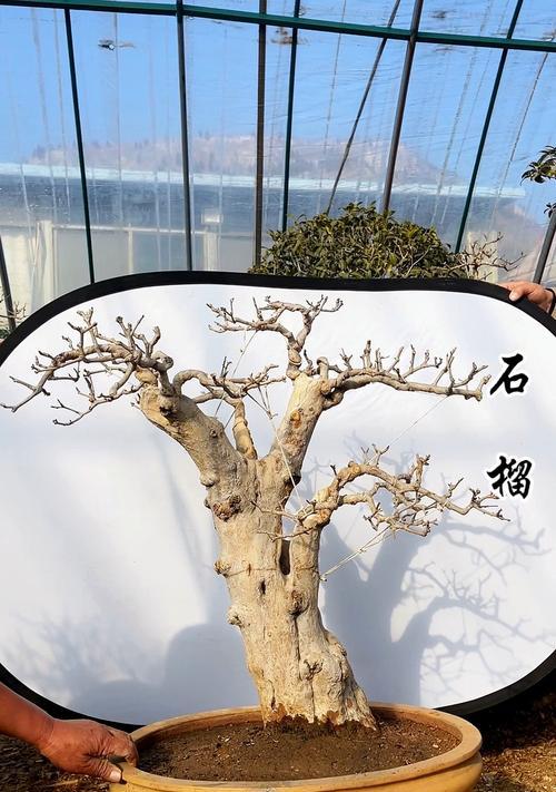高杆花石榴盆景怎么养？如何保持高杆花石榴的健康生长？