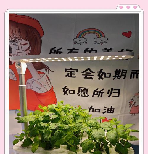 什么时间播种薄荷？薄荷的最佳播种季节是什么时候？
