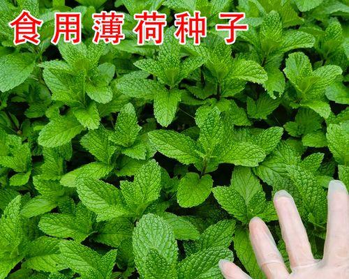 什么时间播种薄荷？薄荷的最佳播种季节是什么时候？