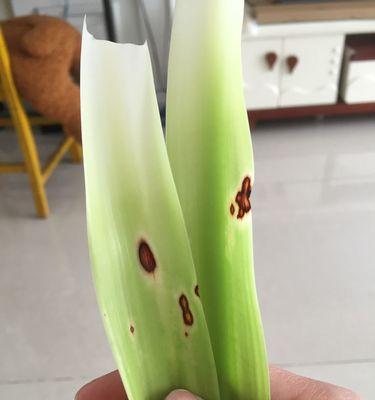 龙须叶子心发黄是什么原因？如何有效解决？