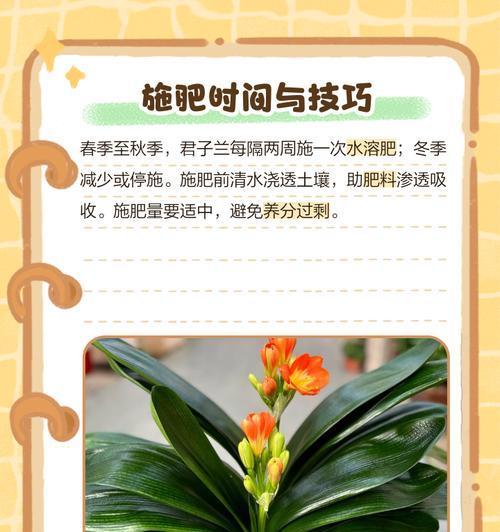 君子兰日常施肥应该选择哪些肥料？