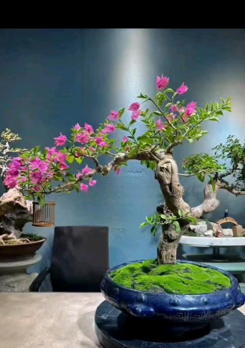 三角梅老桩的种植方法是什么？需要注意哪些事项？