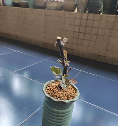 三角梅老桩的种植方法是什么？需要注意哪些事项？